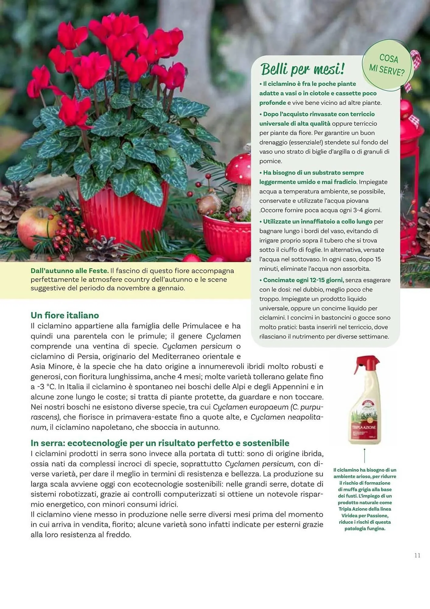 Volantino Viridea da 17 ottobre a 22 dicembre di 2025 - Pagina del volantino 11