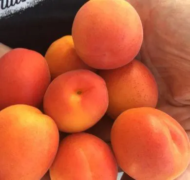 9FA67 - ALBICOCCO -UNGARISCHE BESTE-