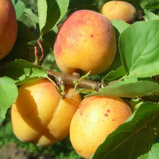 ALBICOCCO - BERGERON®