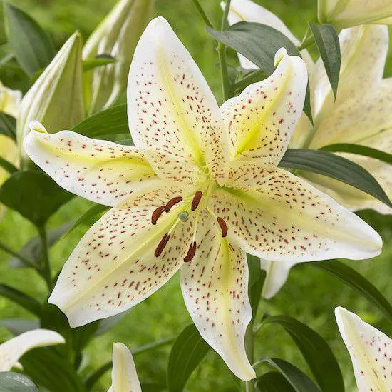GIGLIO (LILIUM) TIGERMOON