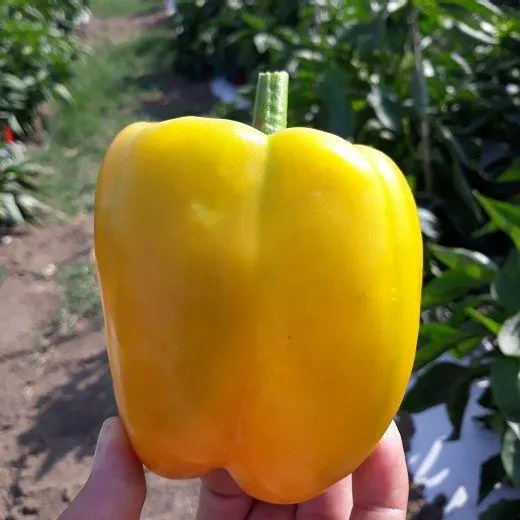 PEPERONE HYBRID F1 -OROSTAR-