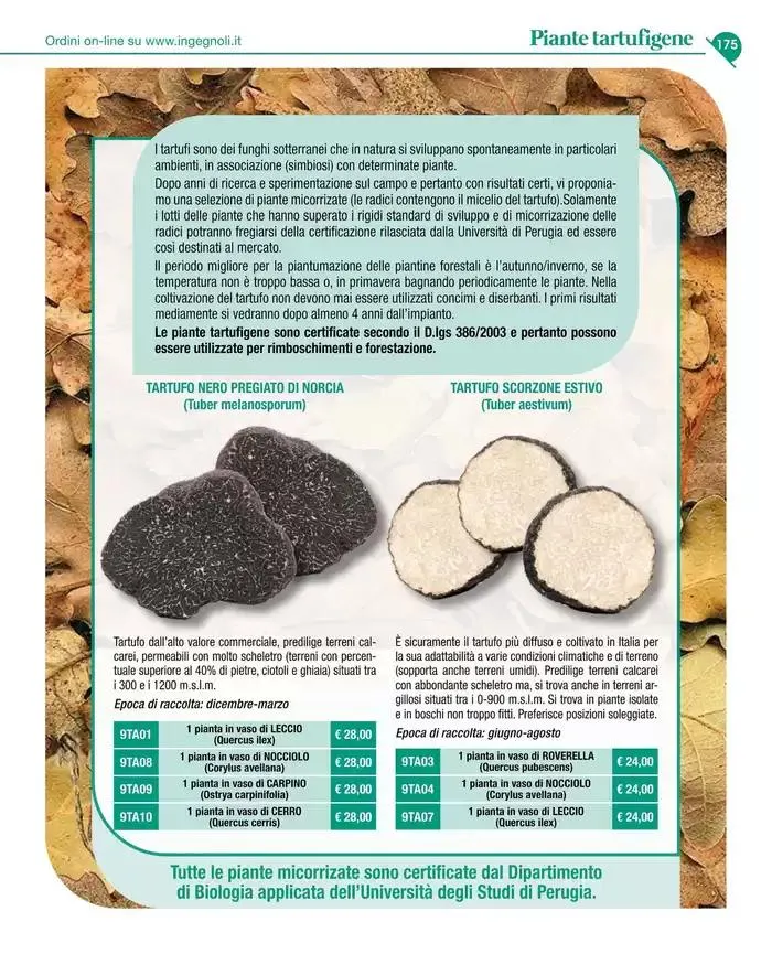 Catalogo guida 2025 da 20 gennaio a 31 dicembre di 2025 - Pagina del volantino 177