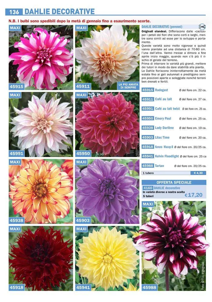 Bulbi Tuberi Rizomi da fiore da 25 marzo a 31 dicembre di 2024 - Pagina del volantino 10
