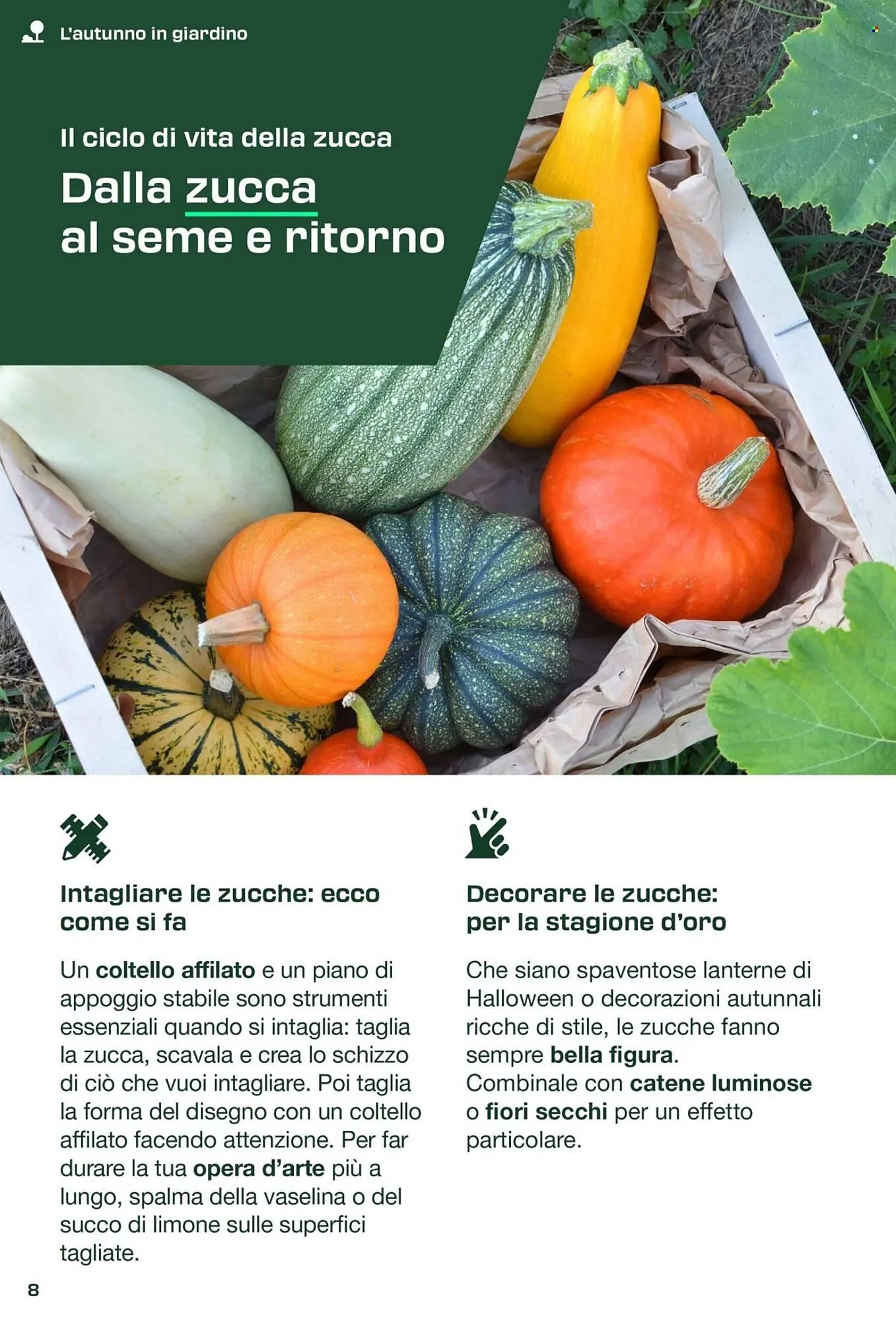 Volantino Lidl da 30 agosto a 29 novembre di 2025 - Pagina del volantino 8