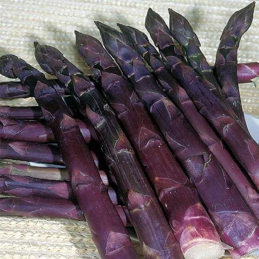 ASPARAGO - VIOLETTO - ZAMPE