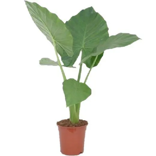Alocasia macrorrhiza - consegna SOLO su Milano