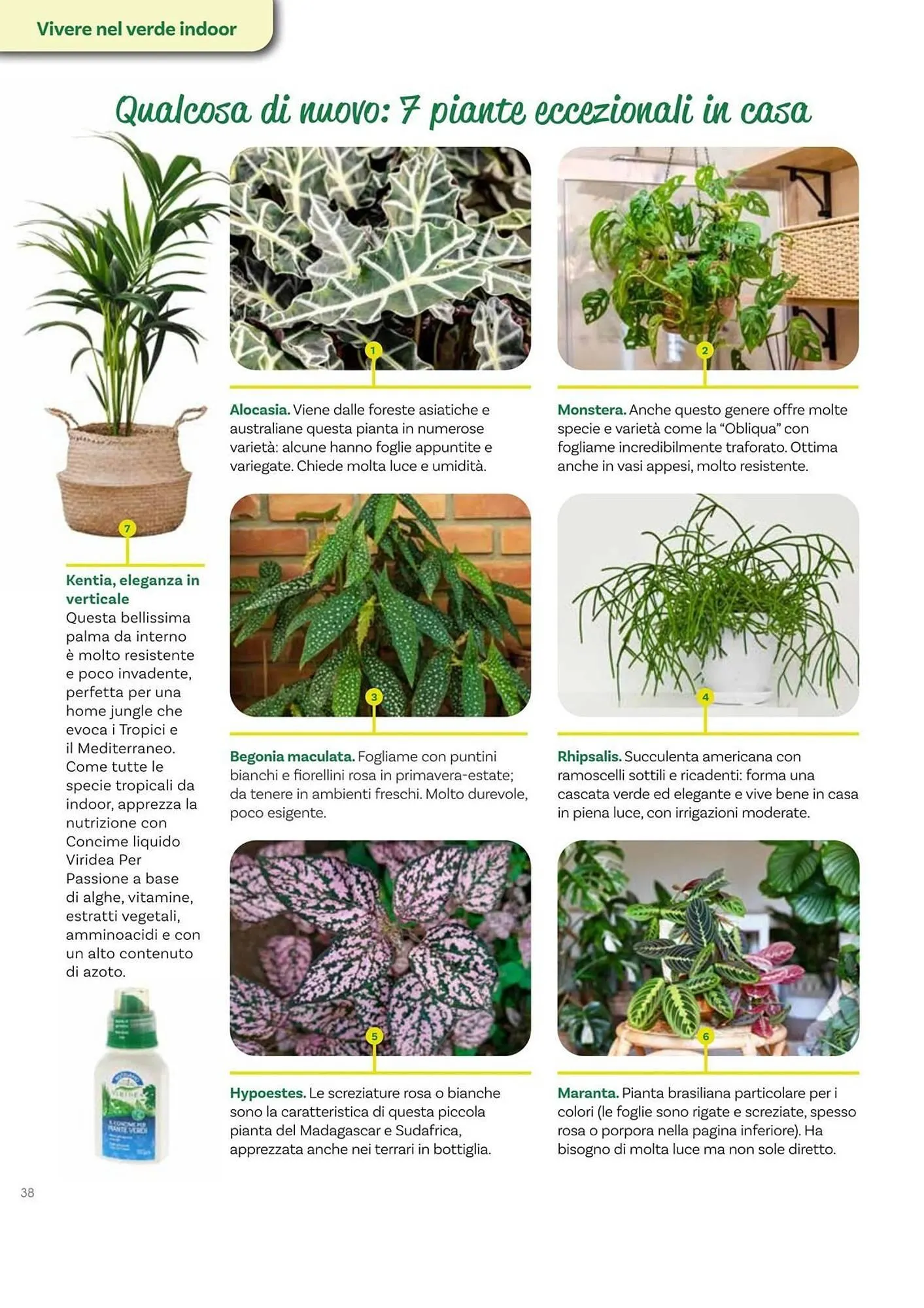 Volantino Viridea da 17 ottobre a 22 dicembre di 2025 - Pagina del volantino 38