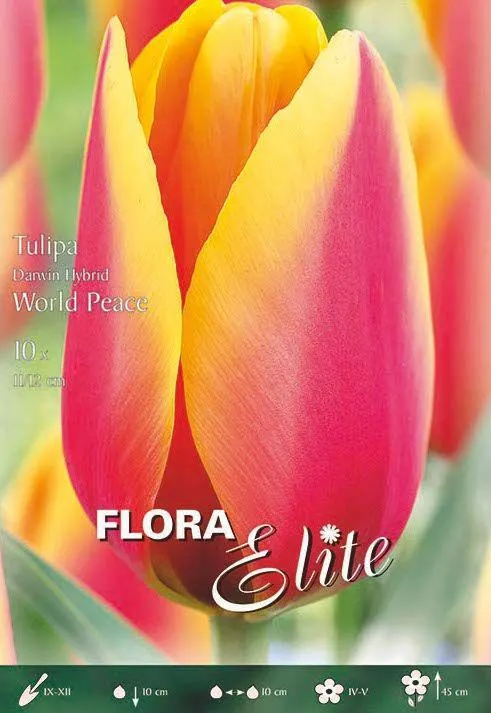 TULIPANO DARWIN IBRIDO -WORLD PEACE-