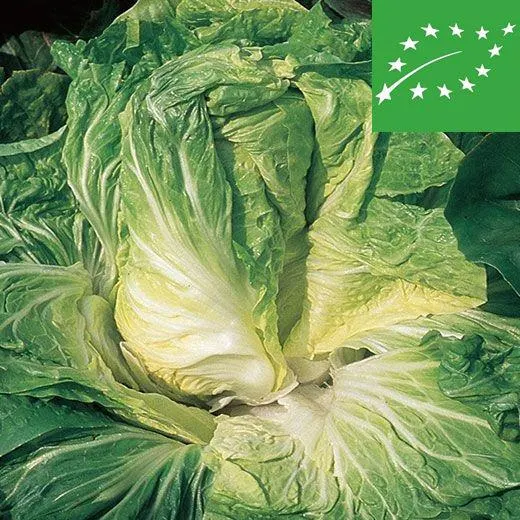 CICORIA 'PAN DI ZUCCHERO" - BIO