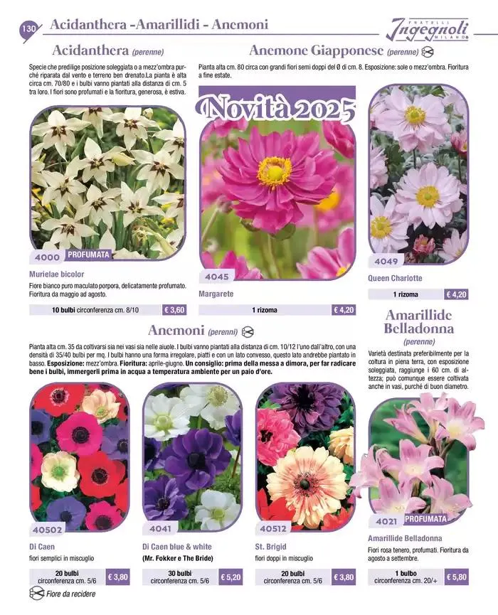 Novita da 4 novembre a 31 dicembre di 2025 - Pagina del volantino 3