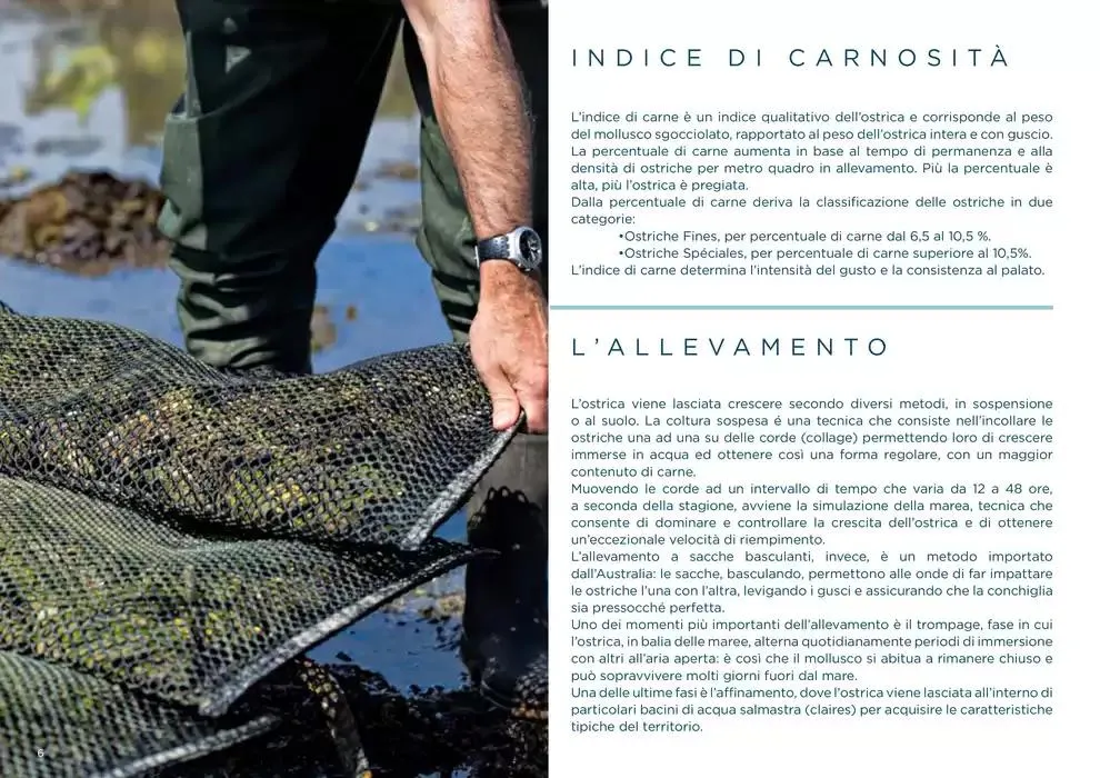 Centro Cash Ostriche da 4 dicembre a 31 gennaio di 2025 - Pagina del volantino 6