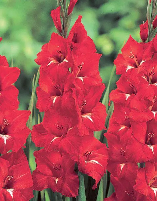 GLADIOLO -TRADERHORN-