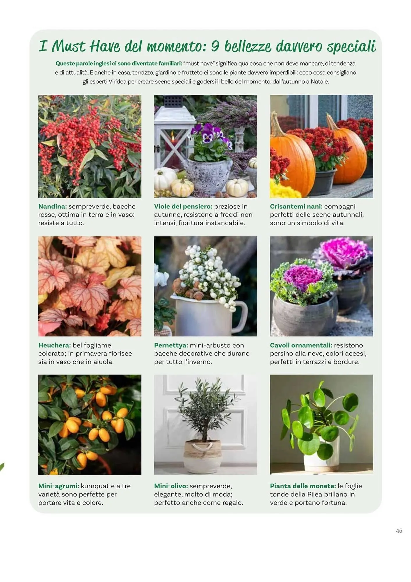 Volantino Viridea da 17 ottobre a 22 dicembre di 2025 - Pagina del volantino 45