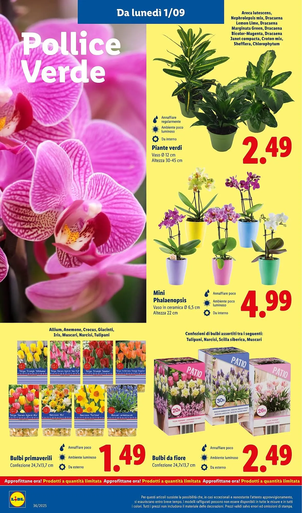 Volantino Lidl da 1 settembre a 7 settembre di 2025 - Pagina del volantino 36