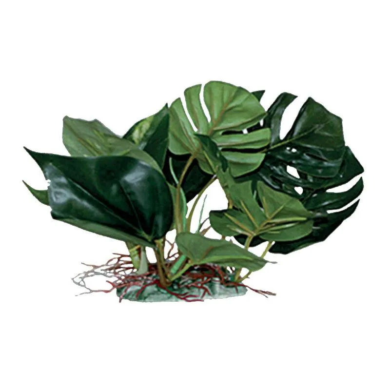 Blu Bios Pianta decorativa Anubias cm 20 000169041