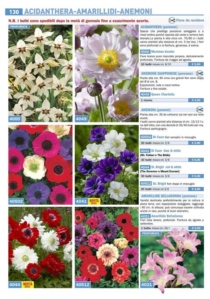 Bulbi Tuberi Rizomi da fiore da 25 marzo a 31 dicembre di 2024 - Pagina del volantino 4