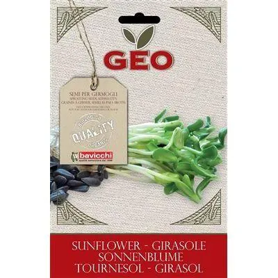 GERMOGLI - GIRASOLE -