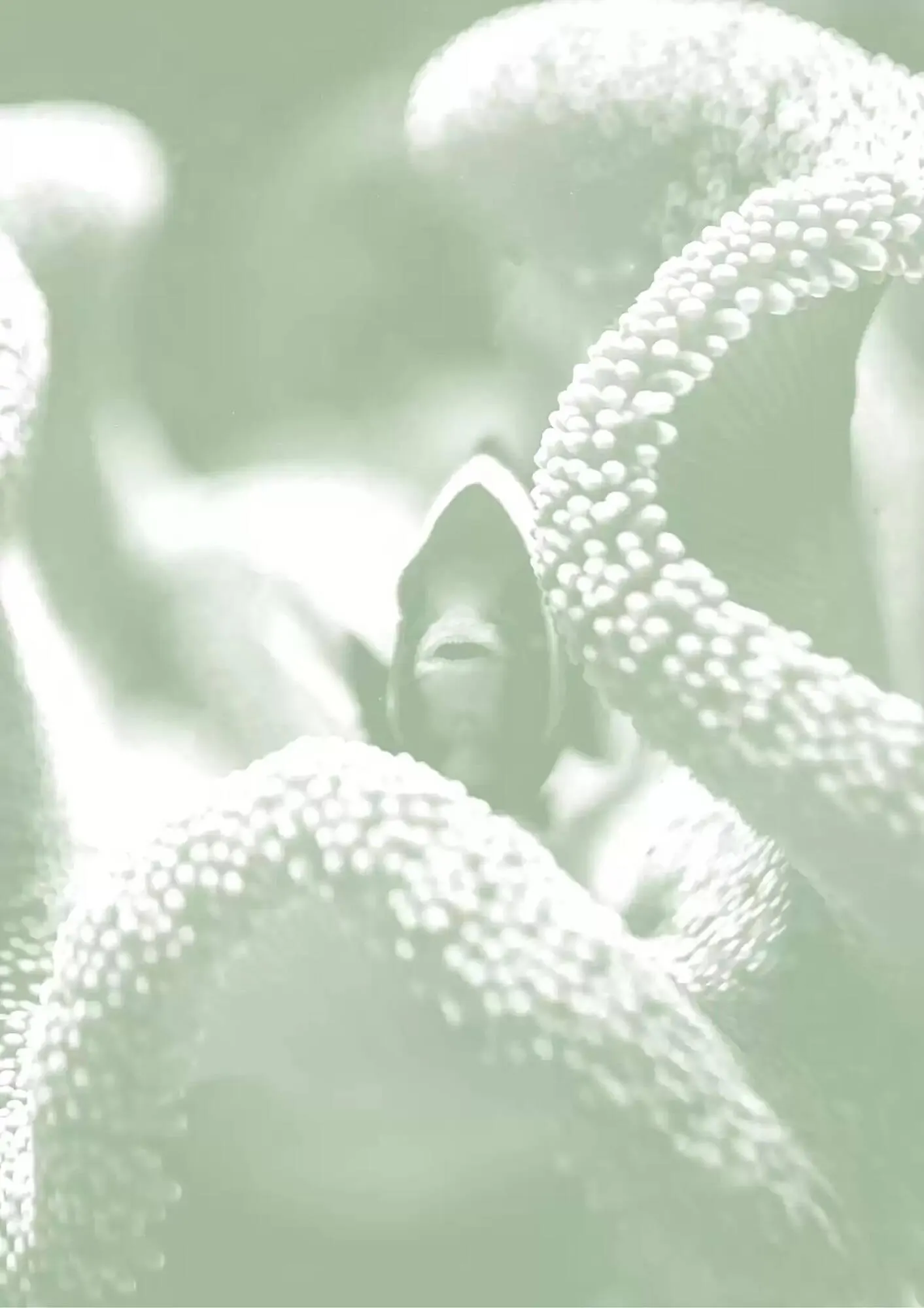 Volantino Ferplast da 13 dicembre a 31 dicembre di 2026 - Pagina del volantino 98