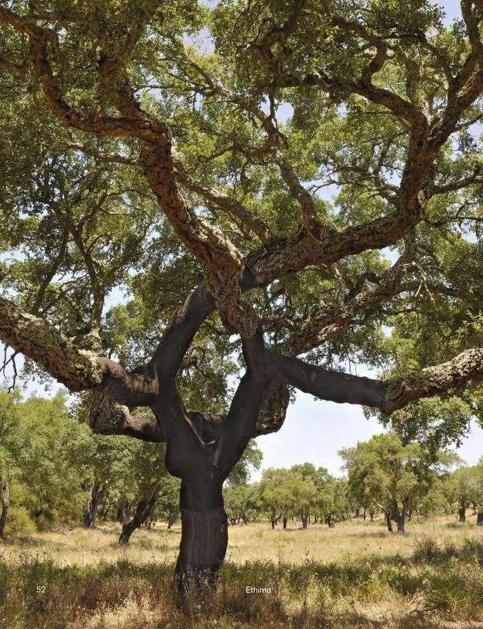 Outdoor decor collections 2024 da 1 febbraio a 30 giugno di 2024 - Pagina del volantino 54