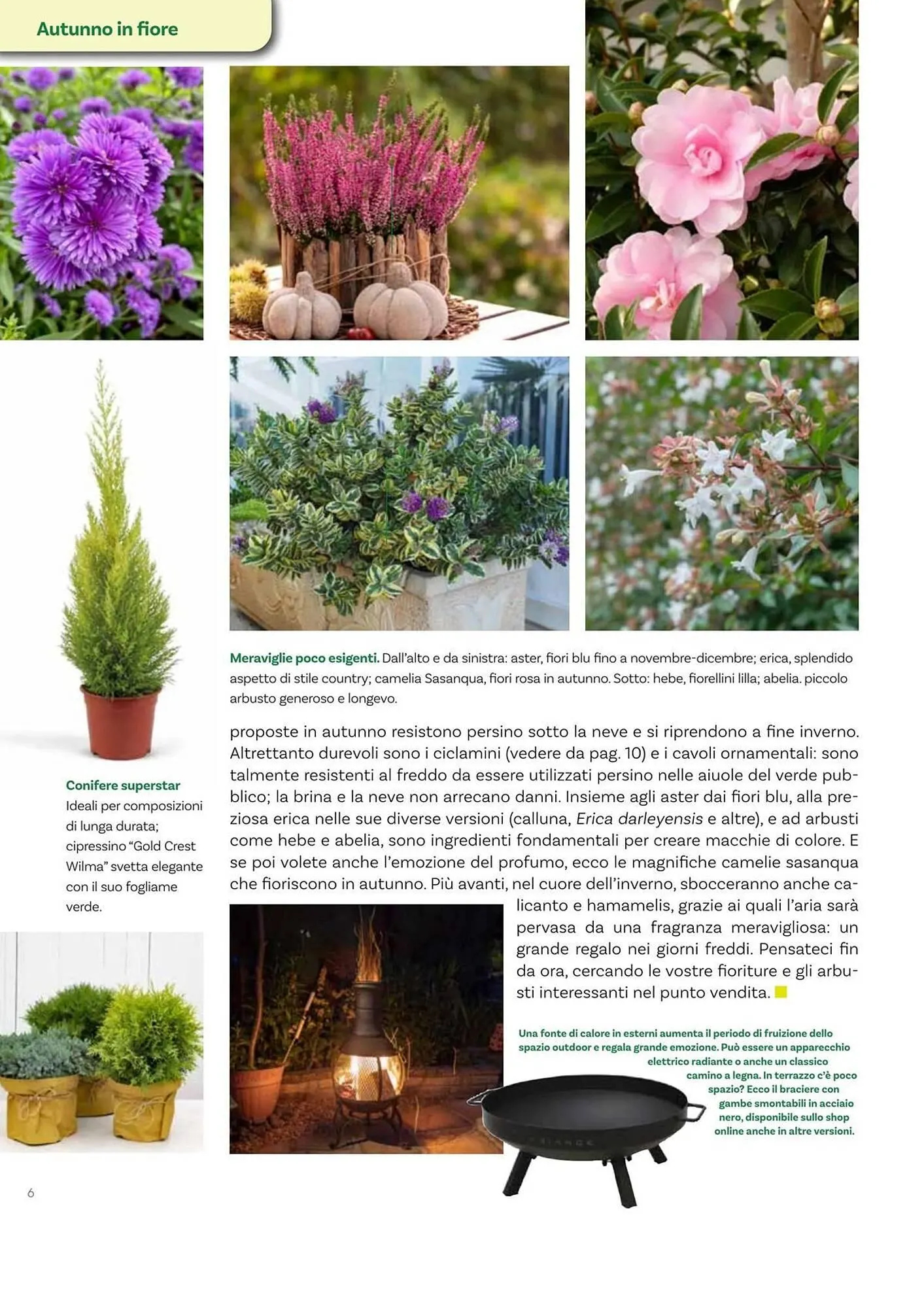 Volantino Viridea da 17 ottobre a 22 dicembre di 2025 - Pagina del volantino 6