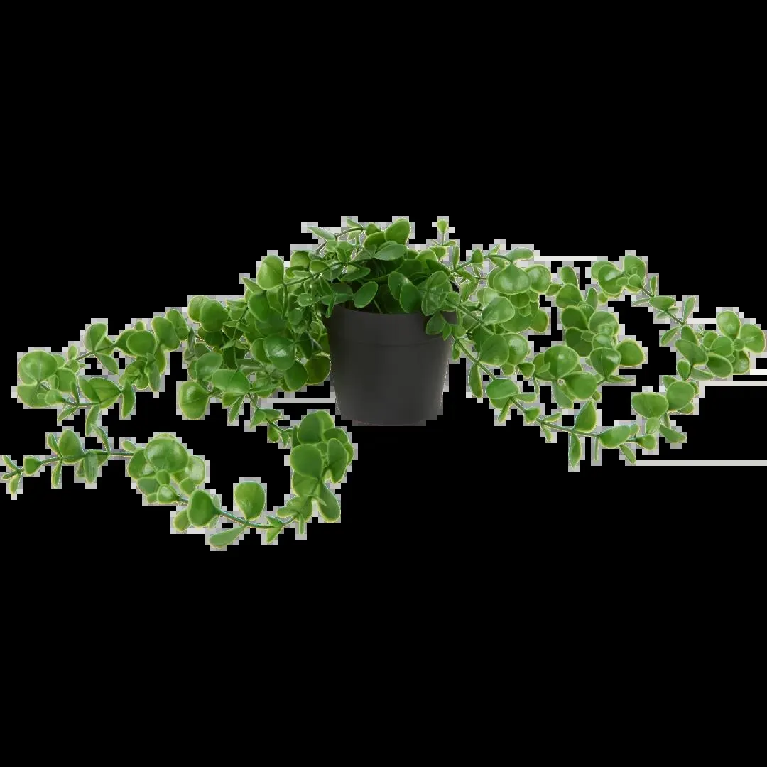 Pianta rampicante in vaso Excellent Flowers