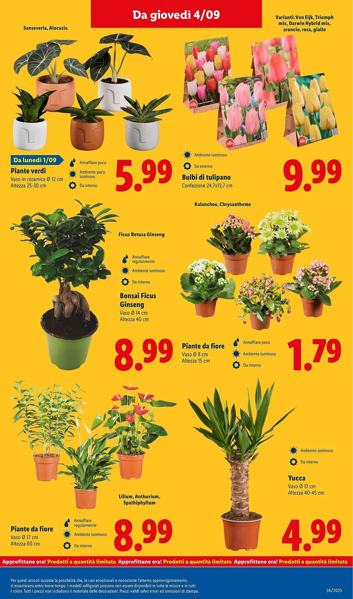 Volantino Lidl da 1 settembre a 7 settembre di 2025 - Pagina del volantino 37