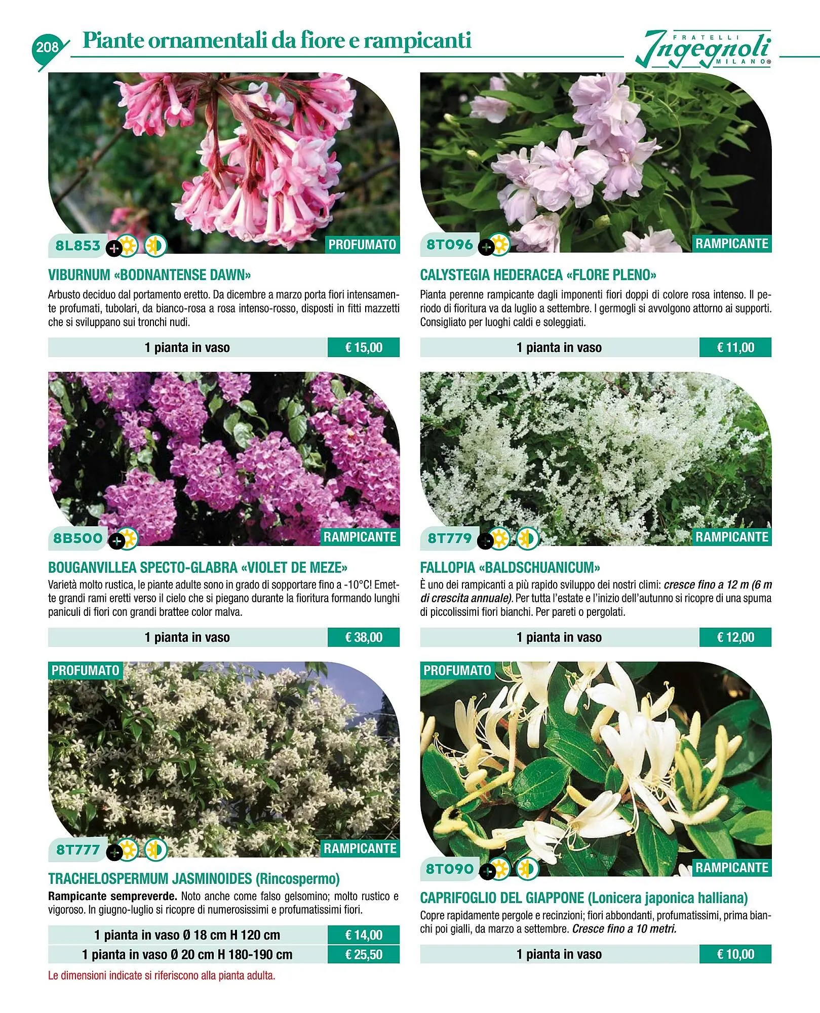 Volantino Ingegnoli da 4 novembre a 31 dicembre di 2025 - Pagina del volantino 210