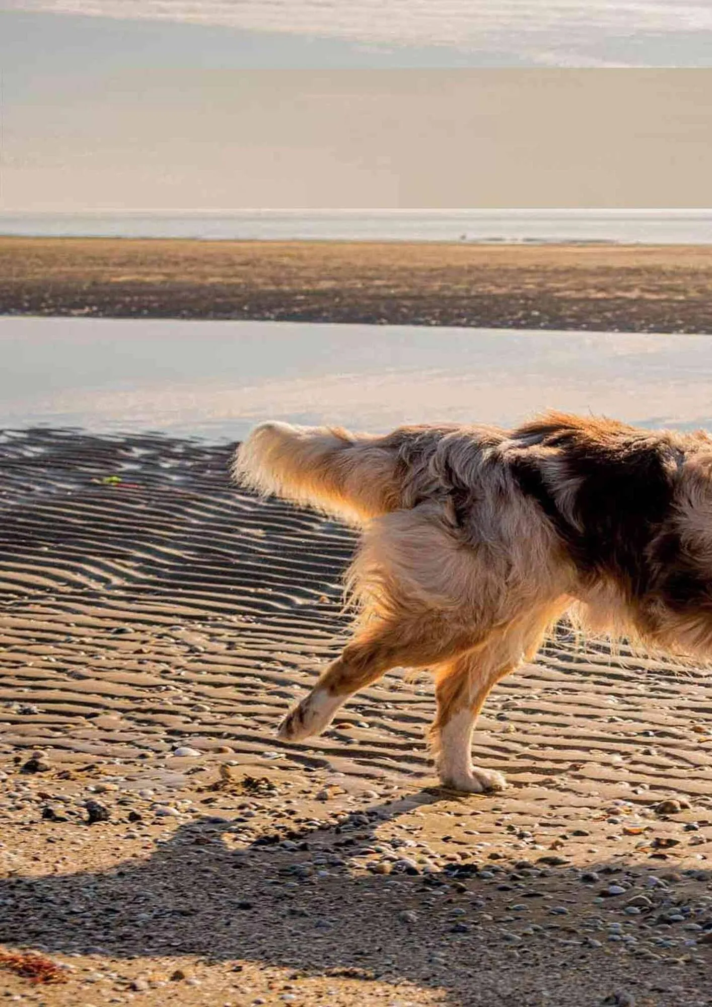 Volantino Ferplast da 25 aprile a 31 gennaio di 2025 - Pagina del volantino 334