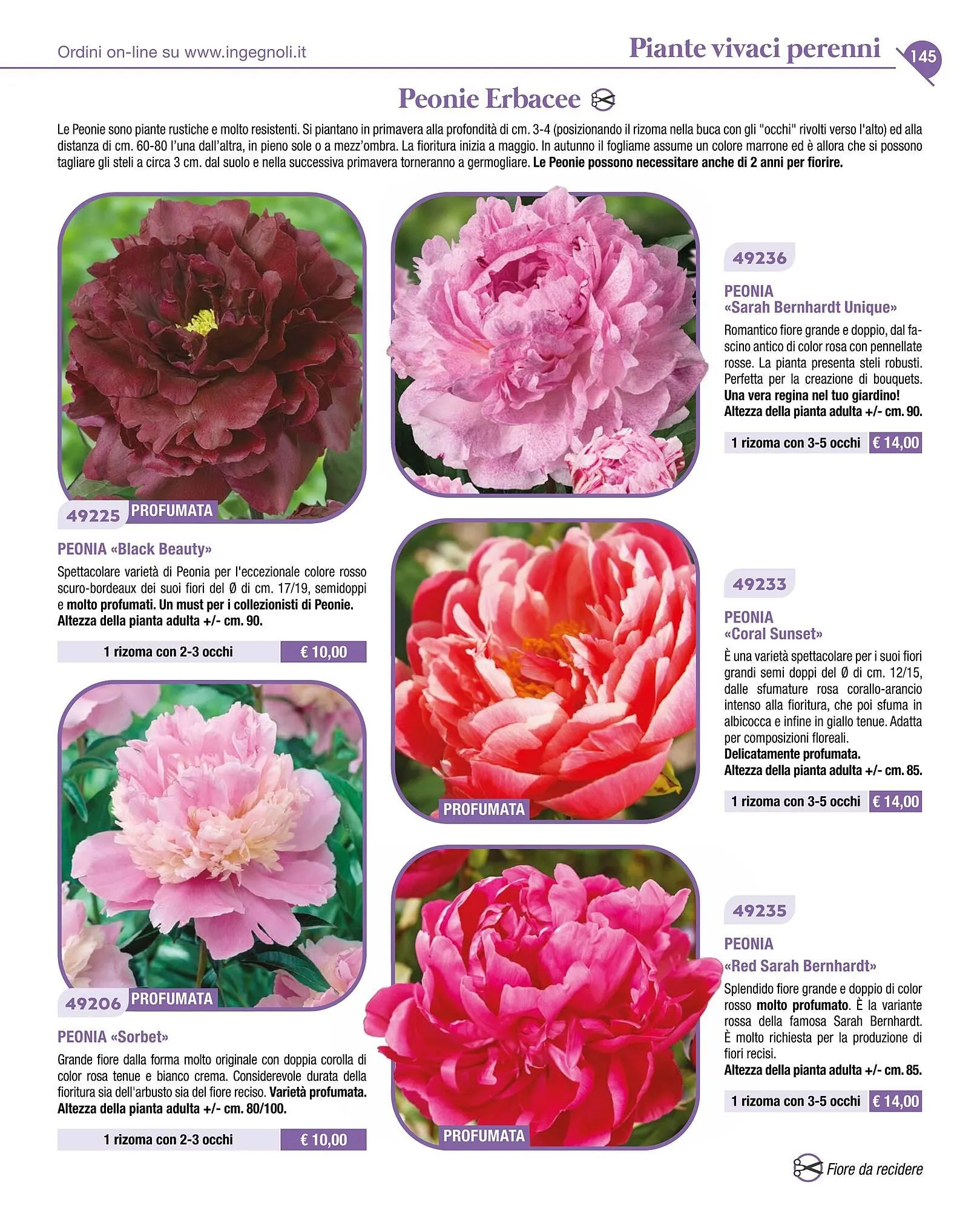 Volantino Ingegnoli da 4 novembre a 31 dicembre di 2025 - Pagina del volantino 147