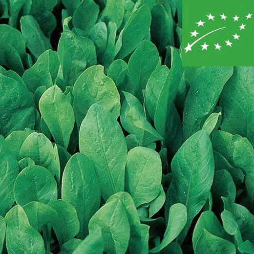 CICORIA DA TAGLIO -BIONDISSIMA DI TRIESTE - BIO