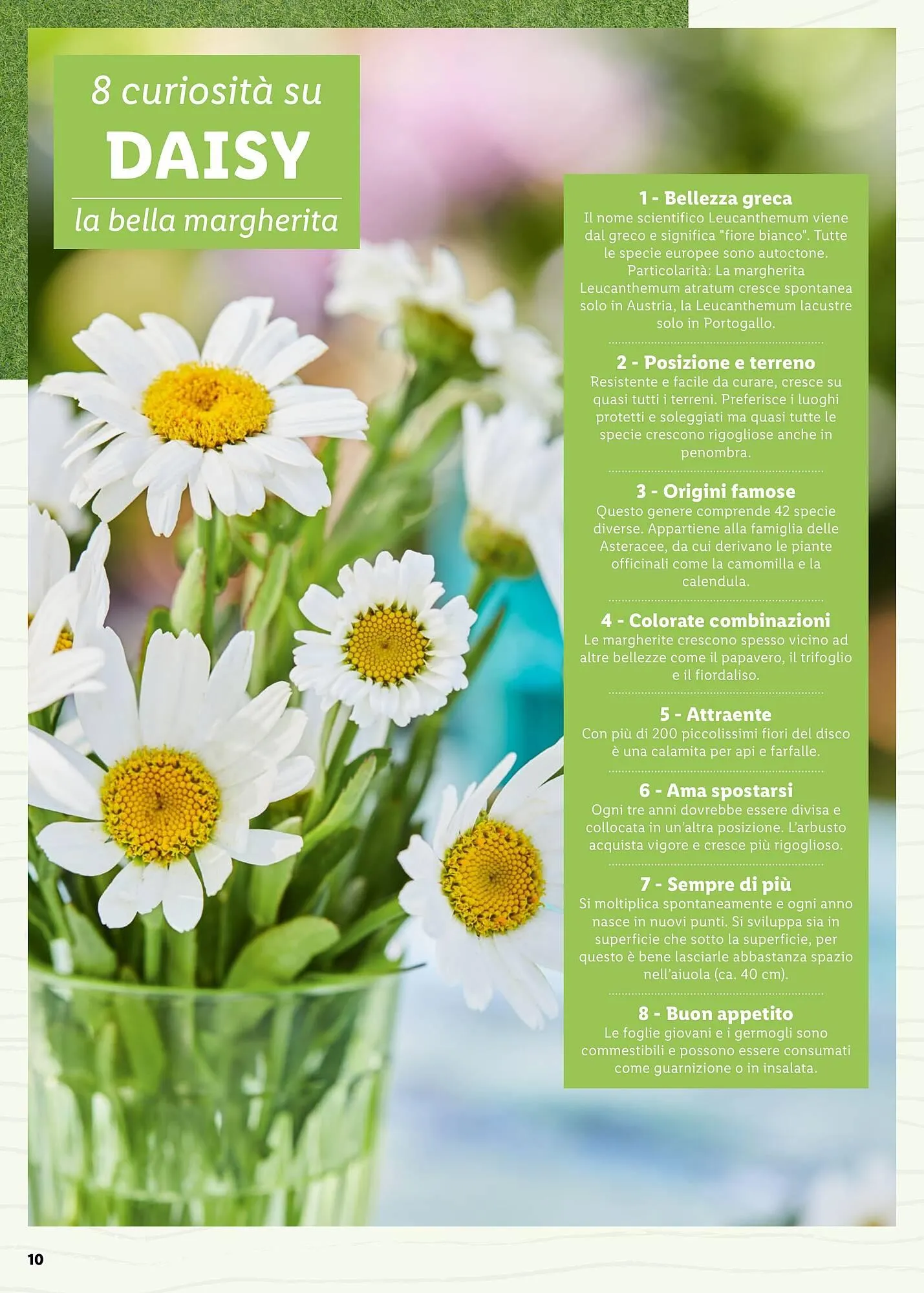 Volantino Lidl da 4 aprile a 31 maggio di 2025 - Pagina del volantino 10