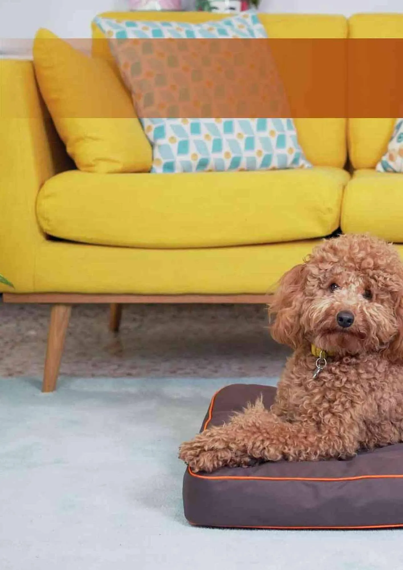 Volantino Ferplast da 25 aprile a 31 gennaio di 2025 - Pagina del volantino 224