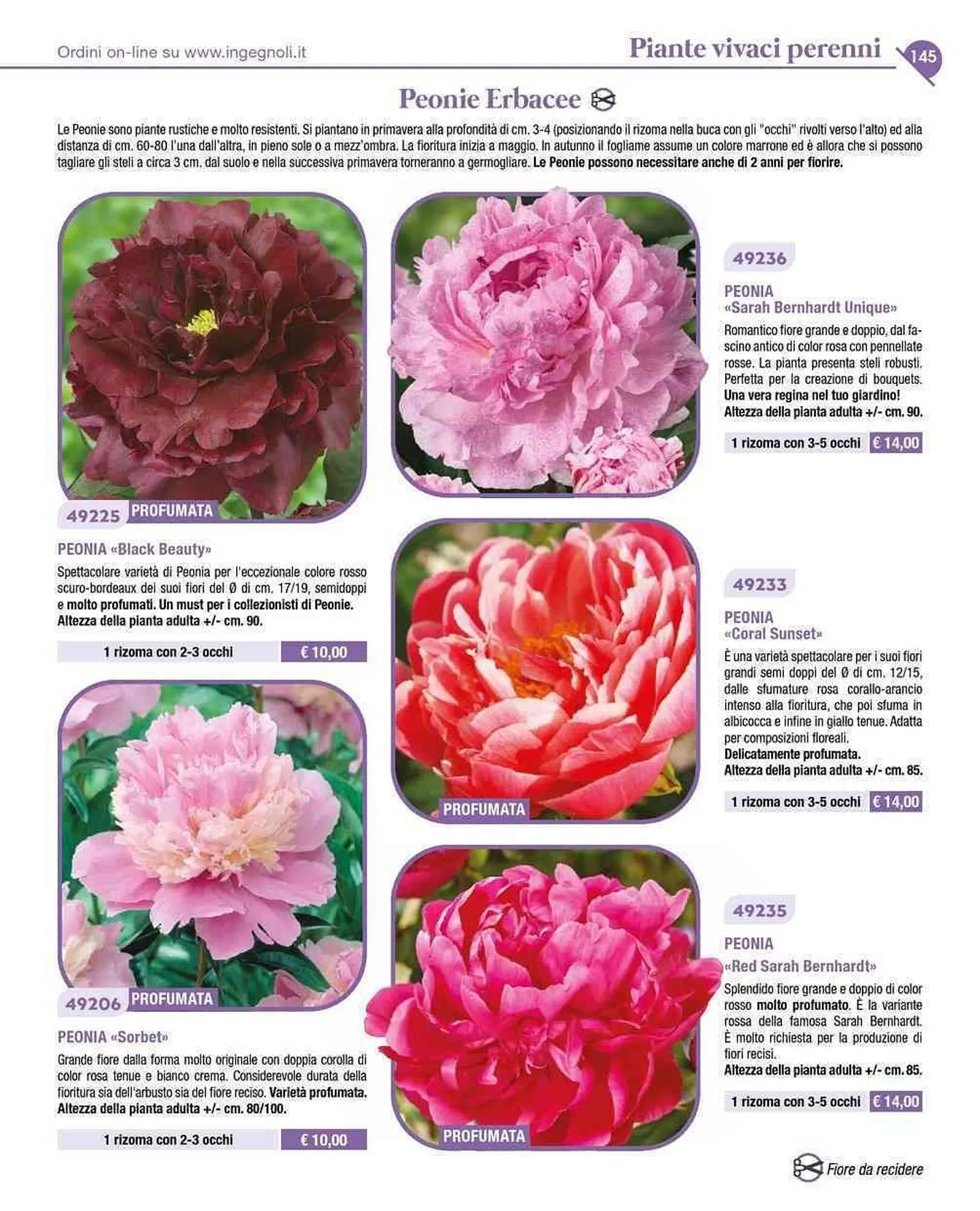 Volantino Ingegnoli da 4 novembre a 31 dicembre di 2025 - Pagina del volantino 18