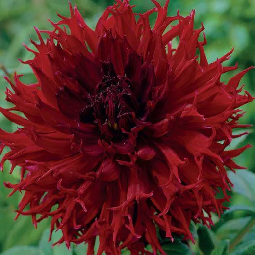 DAHLIA FIMBRIATA -KENORA MACOP-B-