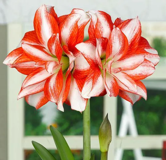 AMARILLIDE A FIORI DOPPI-EXOTIC PEACOCK-