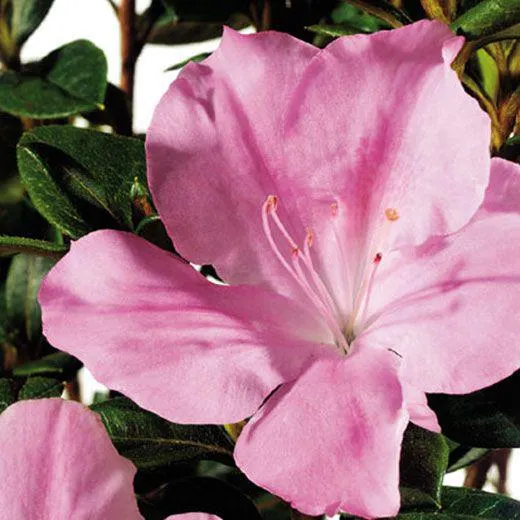 AZALEA RIFIORENTE ENCORE©-SWEETHEART-