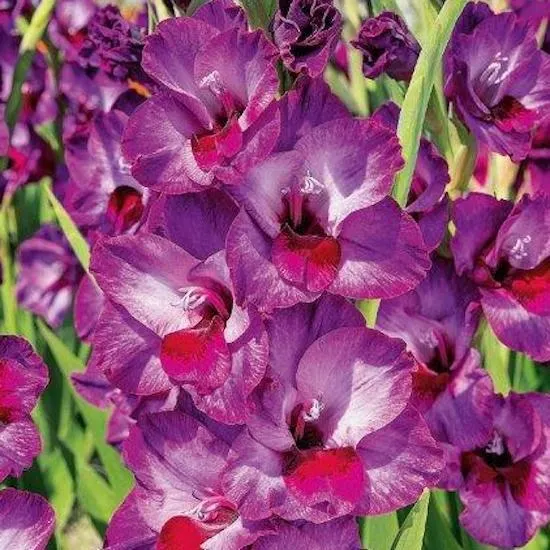 GLADIOLI ALFAFA