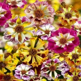 COREOPSIS INCREDIBILE! SEA SHELLS MIX