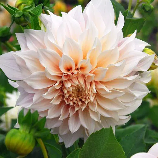 DAHLIA DECORATIVA - CAFE' AU LAIT-