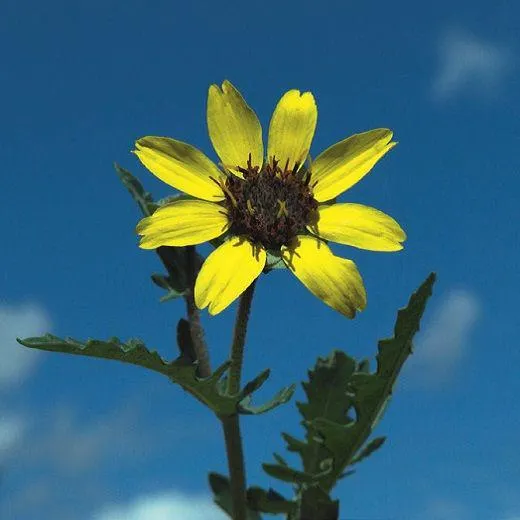 FIORI DI CIOCCOLATO (Berlandiera lyrata)