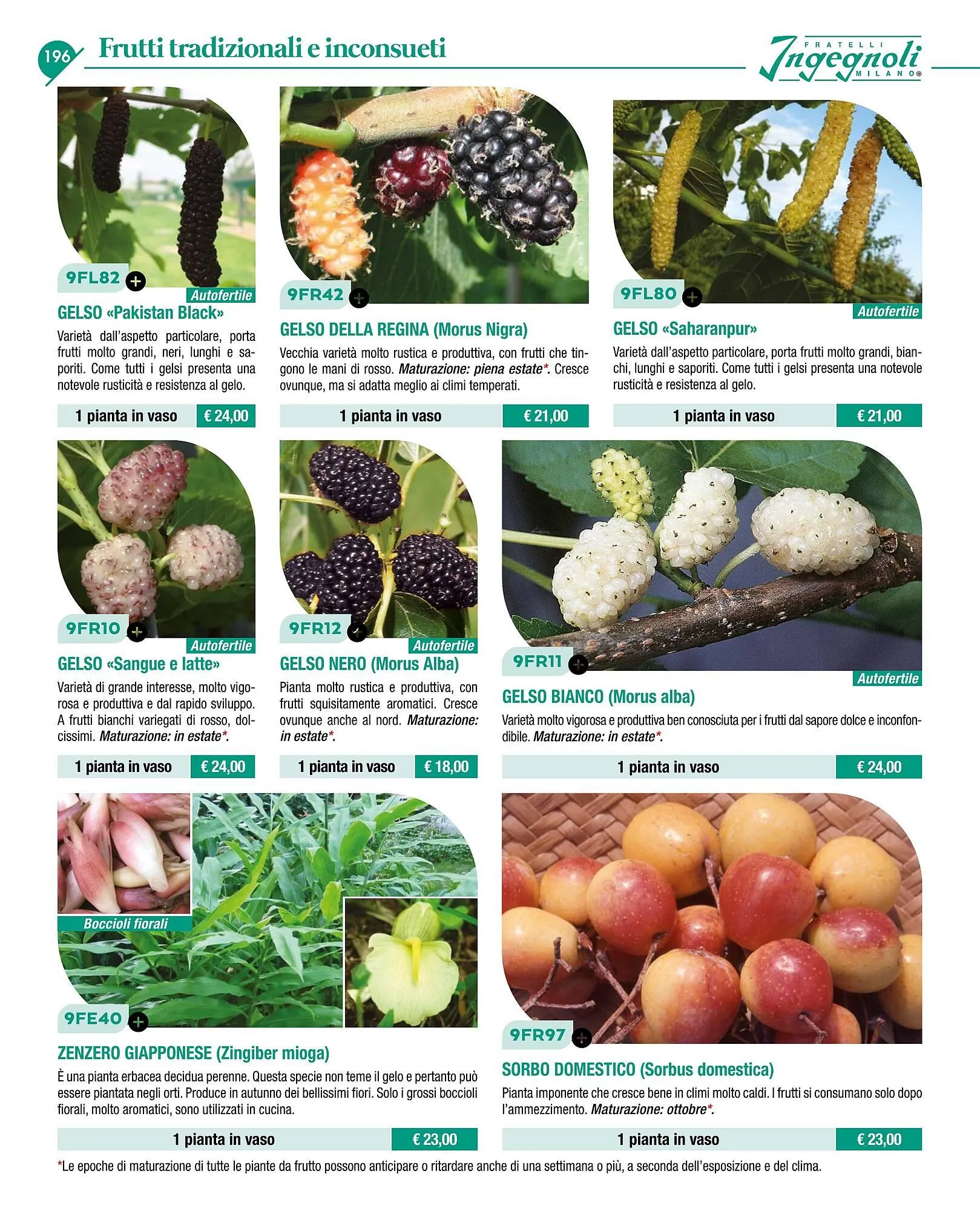 Volantino Ingegnoli da 4 novembre a 31 dicembre di 2025 - Pagina del volantino 198