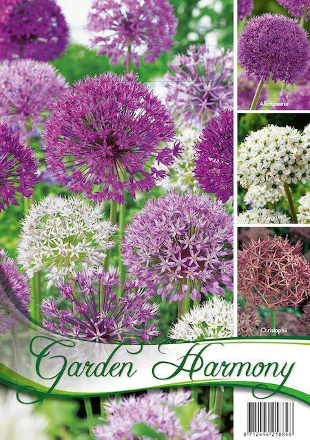 ALLIUM COLLECTION- 3 VARIETA'-
