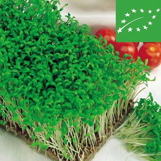 CRESCIONE INGLESE - BIO