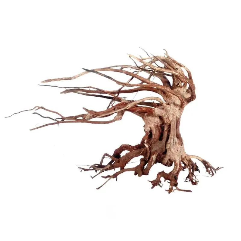 Amtra Oriental Wind 6 Media