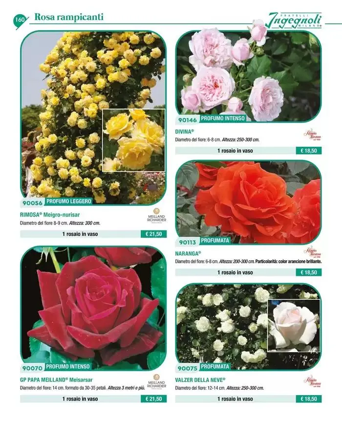 Catalogo guida 2025 da 20 gennaio a 31 dicembre di 2025 - Pagina del volantino 162