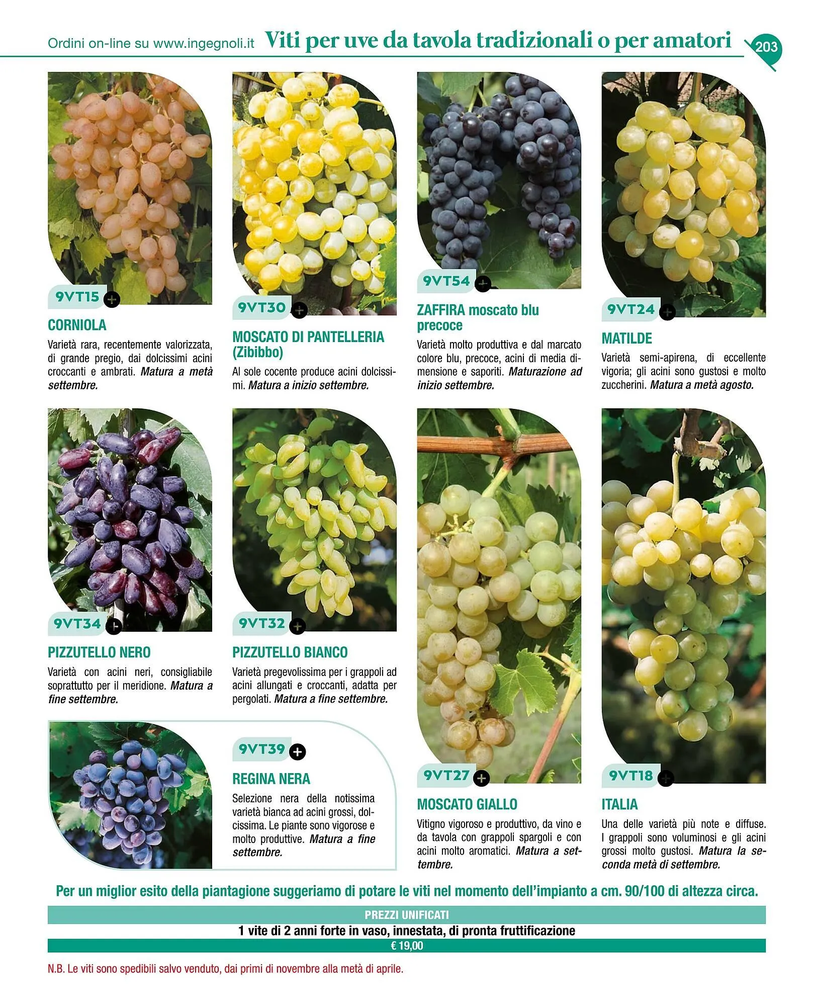 Volantino Ingegnoli da 4 novembre a 31 dicembre di 2025 - Pagina del volantino 205