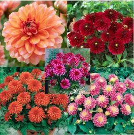 DAHLIE DECORATIVE NANE DOPPIE 3 TUBERI