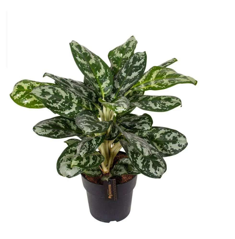 Aglaonema Amazon Silver - consegna SOLO su Milano