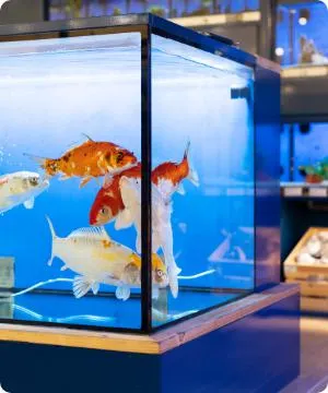 Zolux Acquario Jalaya XL Bianco Ceruso 18,7 lt 000186010