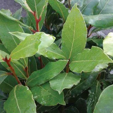 8E012 - ALLORO ( Laurus noblis )